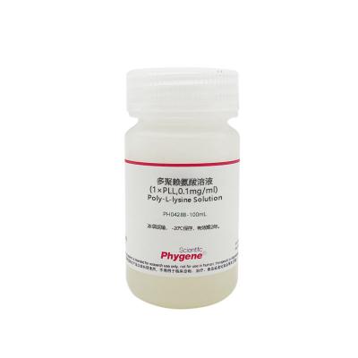 PH0428B | 多聚赖氨酸溶液(1×PLL,0.1mg/ml) Poly-L-lysine Solution